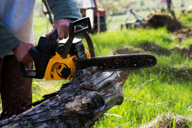 Professional Tree Removal Services in Sicklerville, NJ